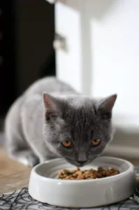 cat diets