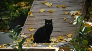 cute black cats