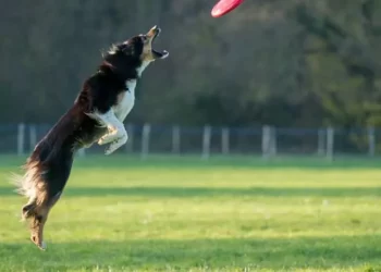 dog frisbee competition