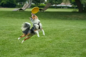 dog frisbee competition