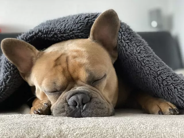 how much do dogs sleep