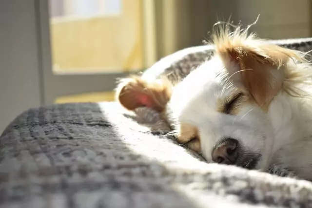 how much sleep dogs need