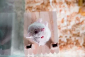 cute winter white dwarf hamster