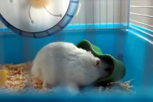 foods hamsters can eat