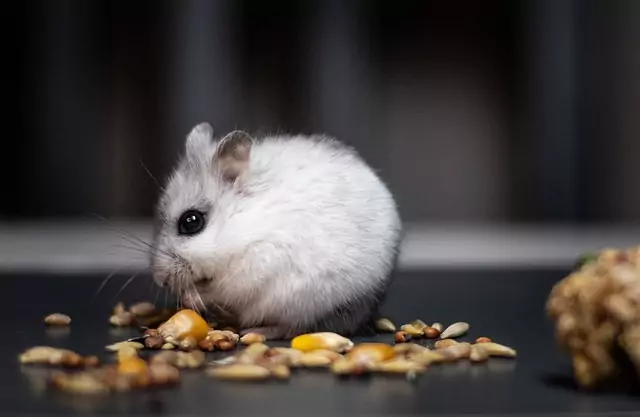 homemade hamster treats