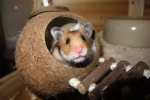 how long do hamsters sleep