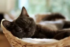 how much do cats sleep