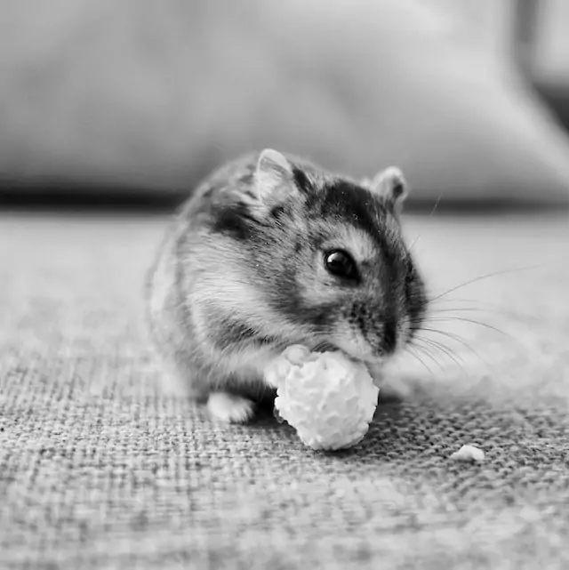 treatment for hamster ear infection