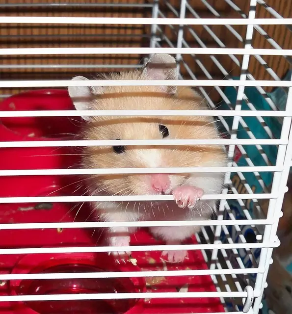 hamster rehoming