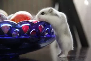 hamster rehoming