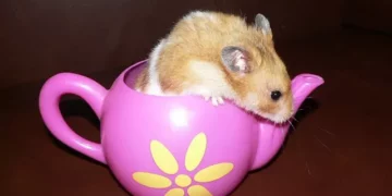 syrian hamster rescue