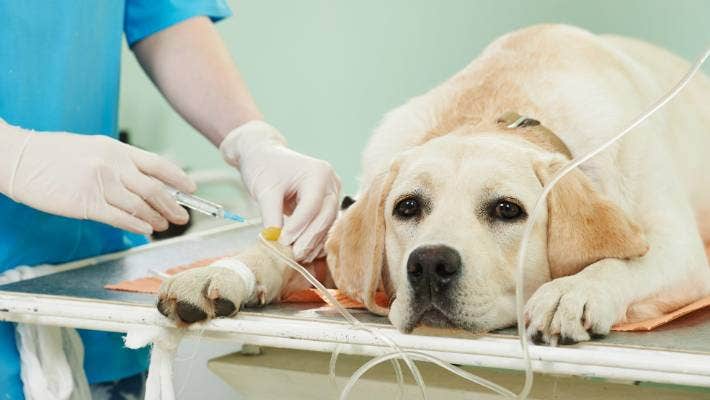 6 Things You Didn’t Realize Are Killing Your Dog