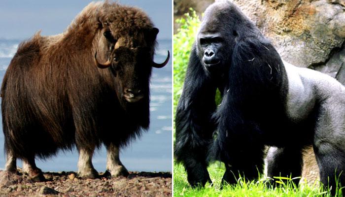 Top 10 Strongest Animals In The World!