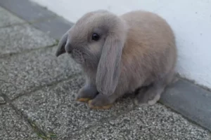 floppy eared bunny