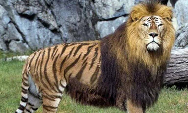 15 Most Unreal Hybrid Animals Created By Scientists!