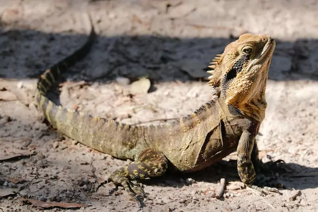 best iguana pet