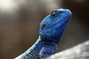 blue iguanas