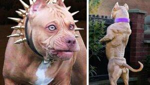 20 Most Illegal Dog Breeds in the World!