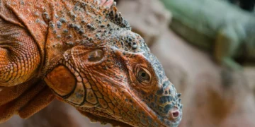 red iguanas