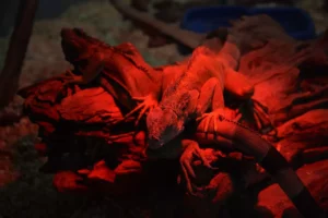 red iguanas