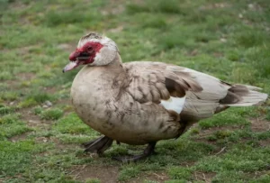 ugly duck
