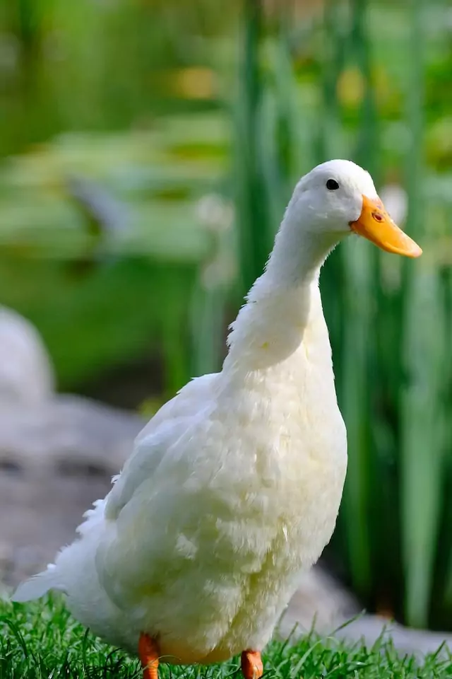 white duck pet