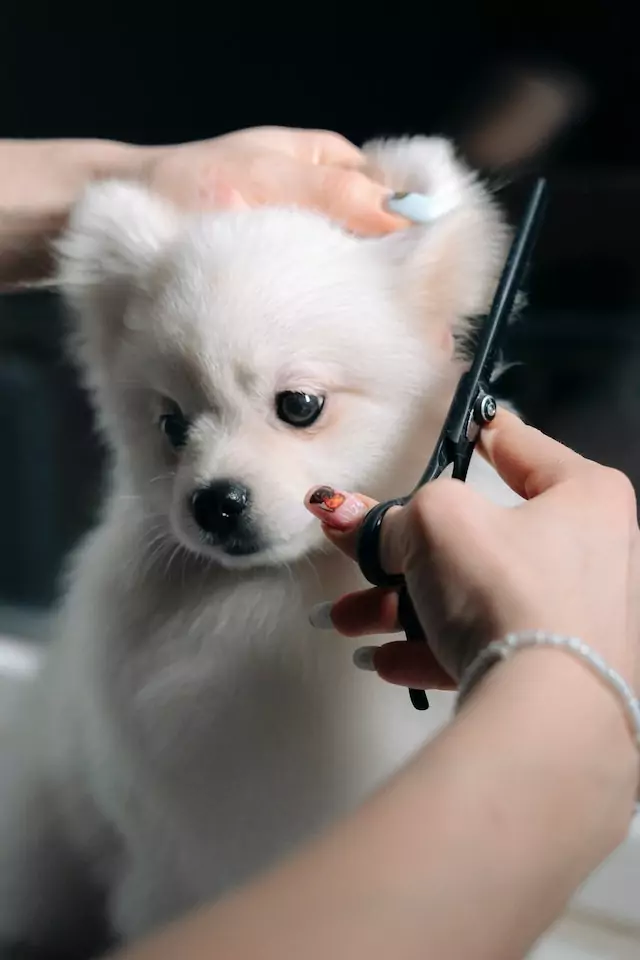 dog grooming show