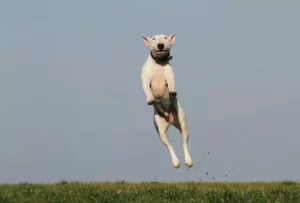 dog jumping competition