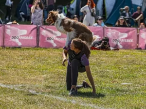 dog jumping competition